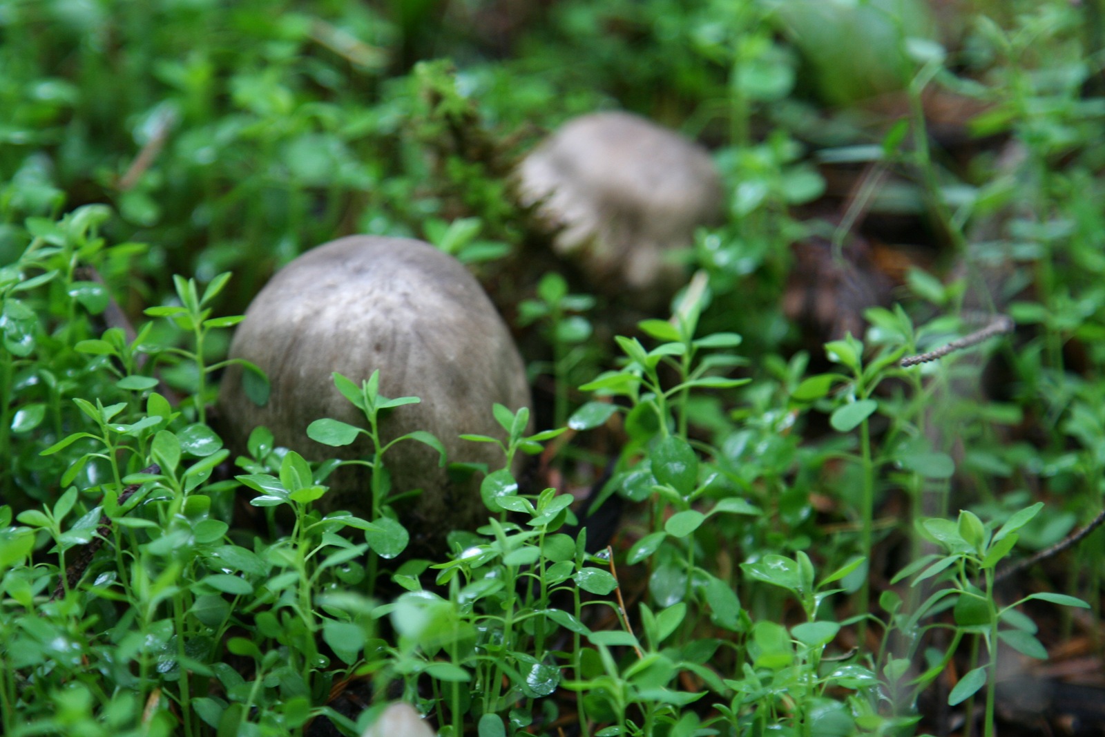 [img_3525 Fall mushrooms[2].jpg]