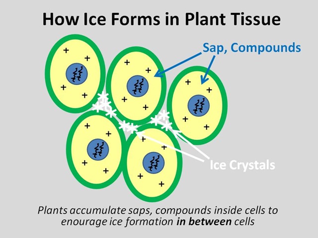 [Freezing Plant Tissue[5].jpg]