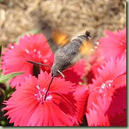 180px-Hummingbird_hawkmoth_a
