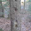Pileated Woodpecker (holes in tree)