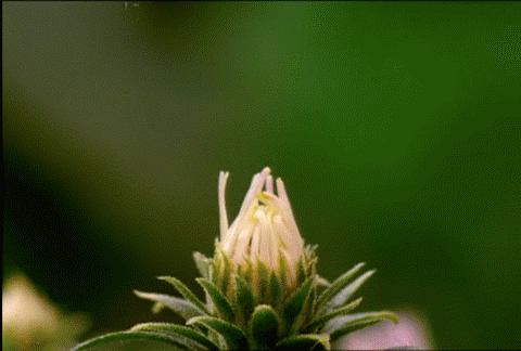 flowerthinpurplepetalsmw8.png