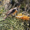 Little Friarbird