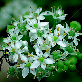 Kebaikan bunga by Pani Indra - Flowers Flowers in the Wild