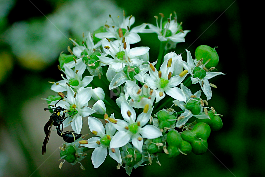 Kebaikan bunga by Pani Indra - Flowers Flowers in the Wild