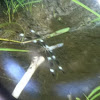 Twelve Spotted Skimmer (male)
