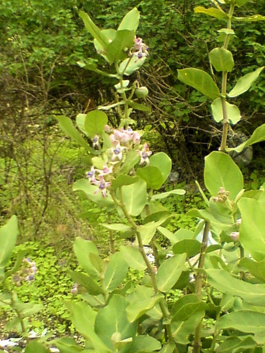 Rui (Giant milkweed)