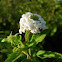 Lantana de Galápagos