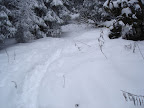 forest track in Piatra Mare: in winter