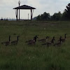 Canadian Geese