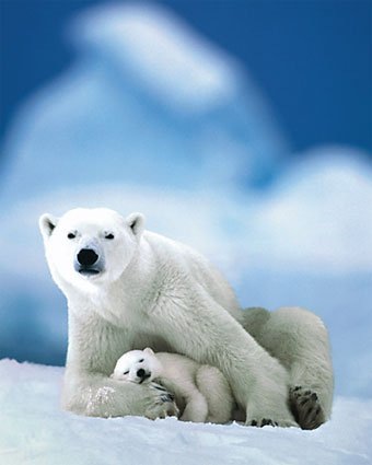 [motherandcubsleeping[3].jpg]