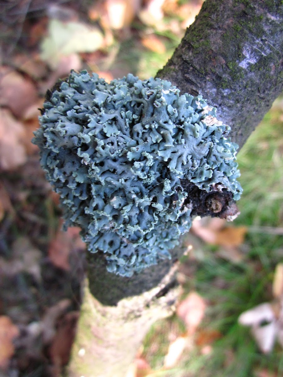 tube lichen