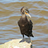 Double- crested Cormorant