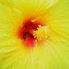 Hibiscus Amarillo