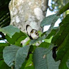 silky owl butterfly