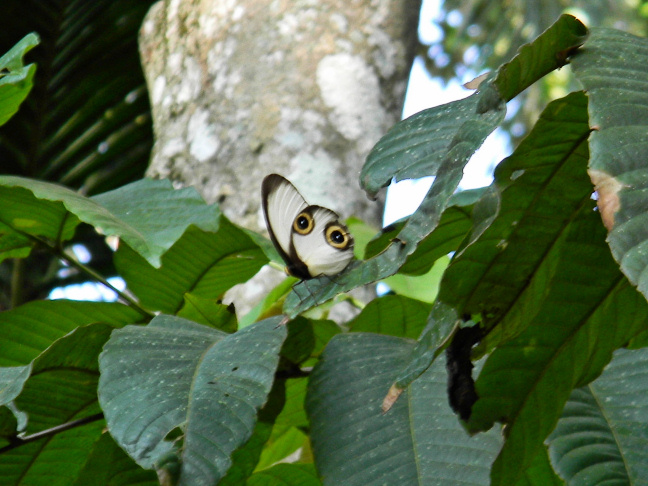 silky owl butterfly