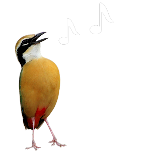 Birds of Gujarat.apk 1.2