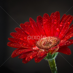 Avid by Yu Tsumura - Flowers Single Flower