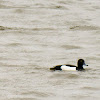 Tufted duck