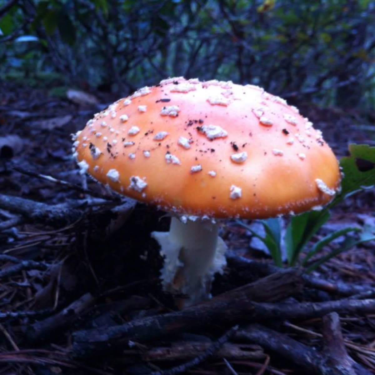 Amanita Muscaria var Formosa/ North American fly agaric