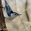 white breasted nuthatch
