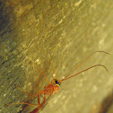 Short-tailed Ichneumon Wasp Ophion Sp.