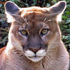 Cougar - Nashville Zoo