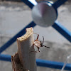 Dock Shield Bug
