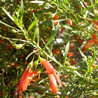 Eremophila maculata