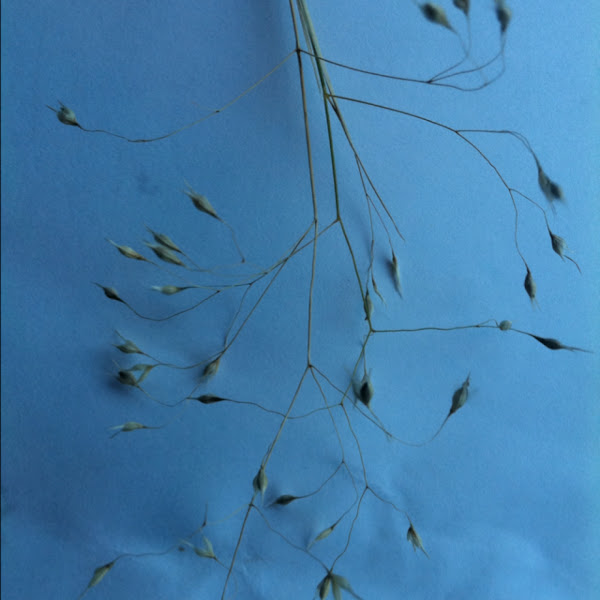 Indian Ricegrass | Project Noah