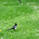 Urraca. European magpie