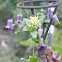Purple Clematis, Leatherflower