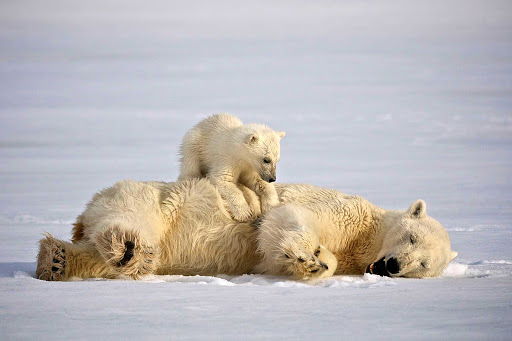 Svalbard-polar-bear-and-cub - Watch remarkable interactions between a polar bear and her cub as you travel to Svalbard in northern Norway with Hurtigruten Fram.