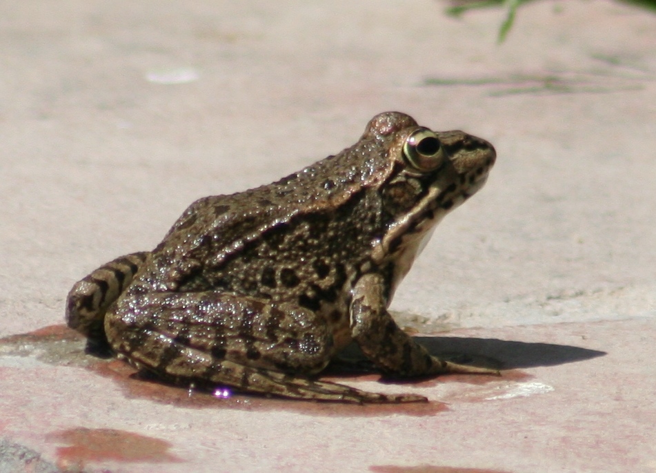 Perez,s frog