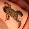 Western Toad