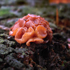 Jellydisc fungus