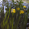 Yellowflag Iris