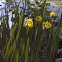 Yellowflag Iris