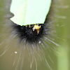 Salt Marsh Moth caterpillar