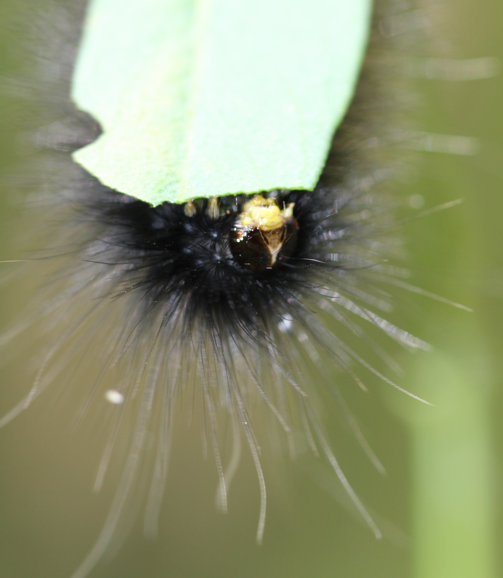 Salt Marsh Moth caterpillar