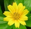 [chrysanthemum_yellow[2].jpg]