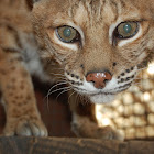 Bobcat