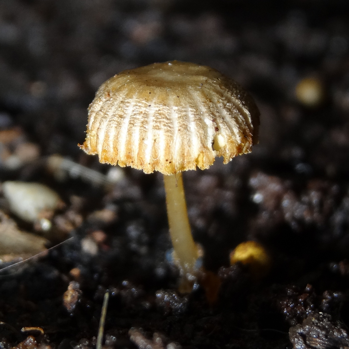 Tiny wood fungus