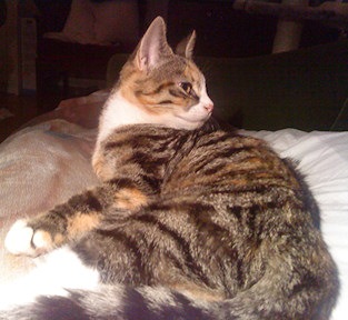 [konservoppnare[2].jpg]