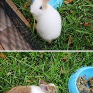 A‧maze兔子迷宮咖啡餐廳