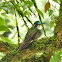 White-throated Mountain-gem Male