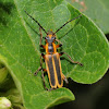 Margined leatherwing beetle