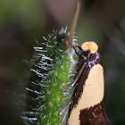 Edosa irruptella Moth
