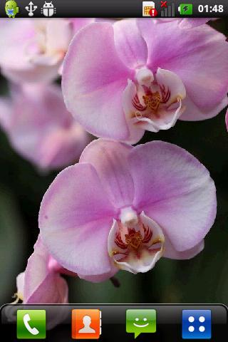 Orchids Live Wallpaper