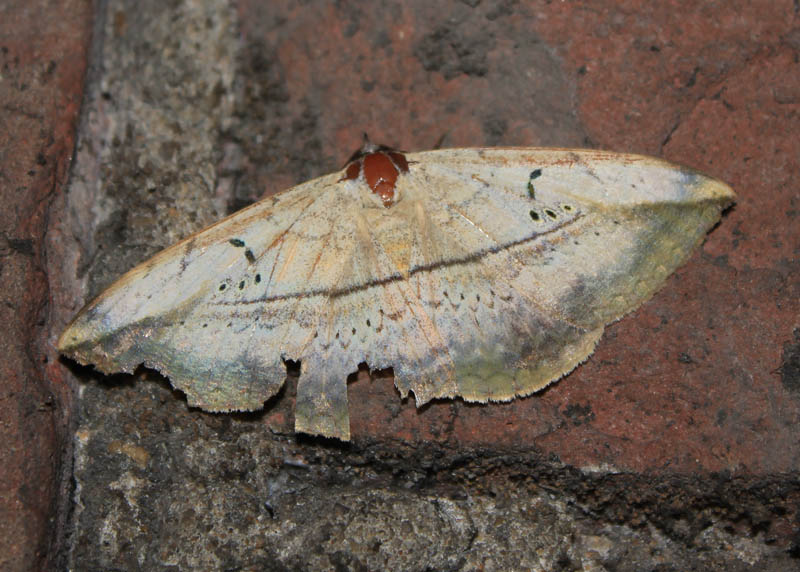 Leaf Moth