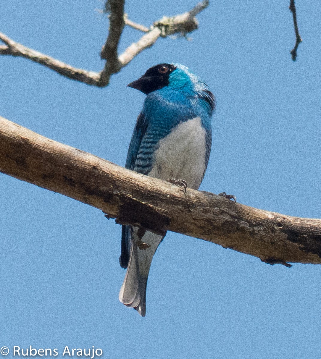Swallow tanager (male)